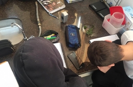 Compreendendo as plantas