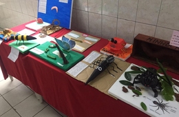 Mostra de anelídeos, artrópodes e moluscos